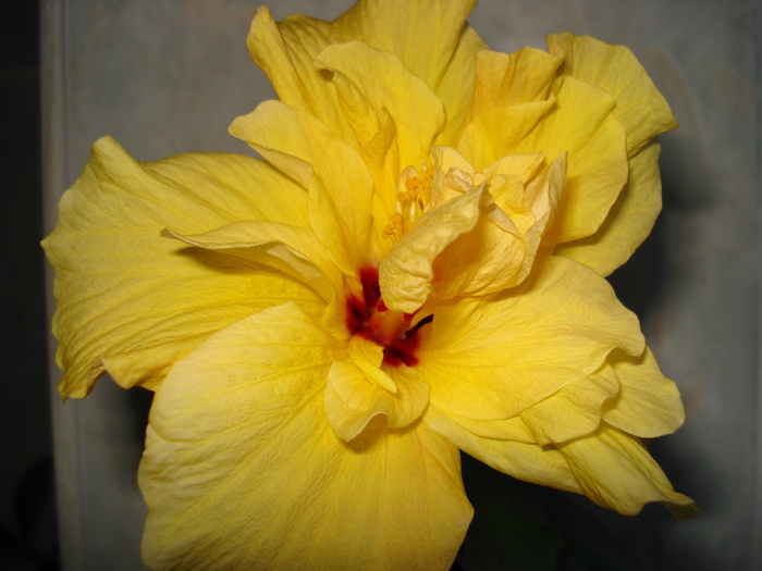 DSC06436 - HIBISCUS 2010