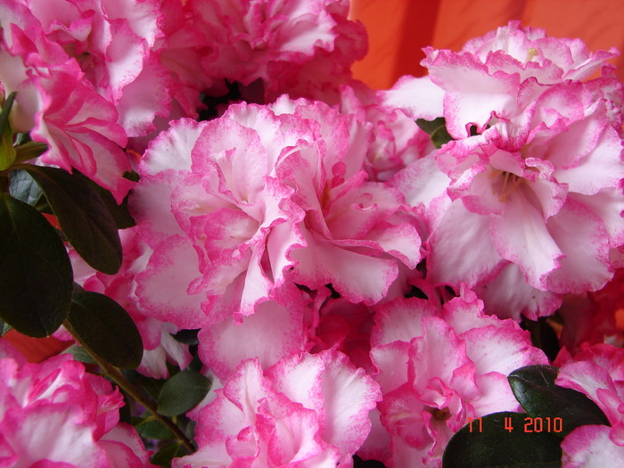Rhododendron hb. - Suculente