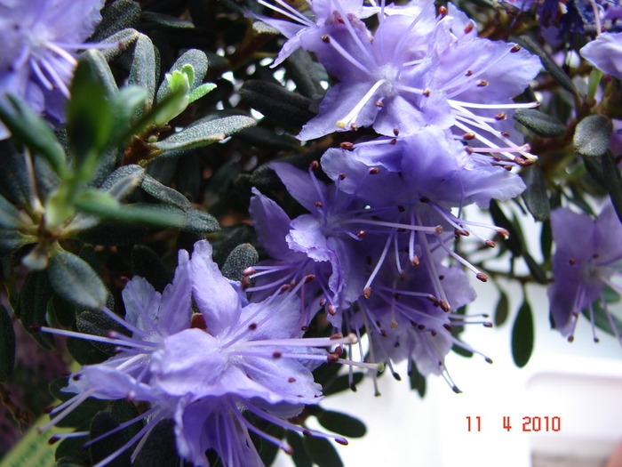 Rhododendron impeditum - Suculente