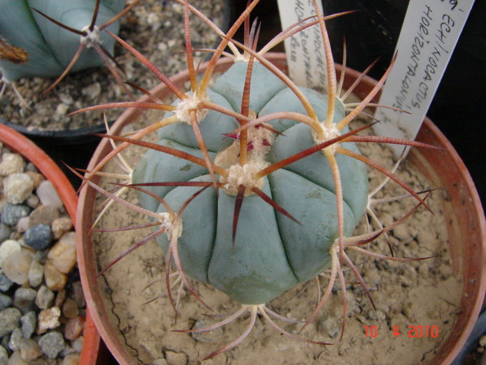 DSC07657 - Cactusi Aprilie