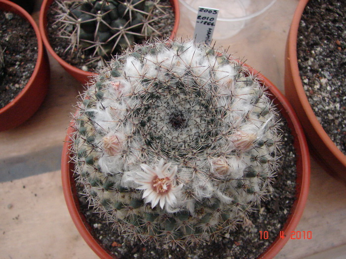 DSC07658 - Cactusi Aprilie