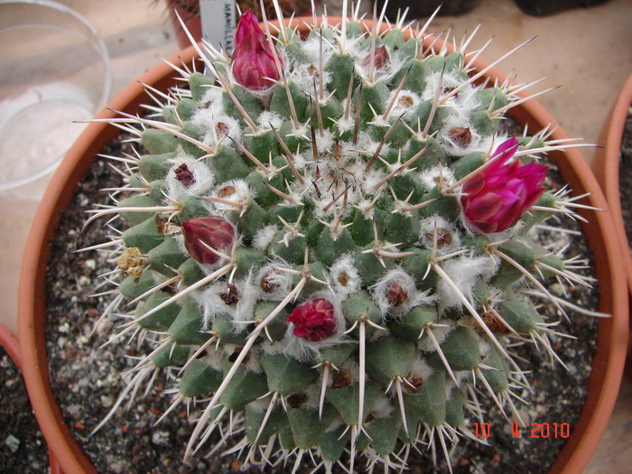 DSC07659 - Cactusi Aprilie