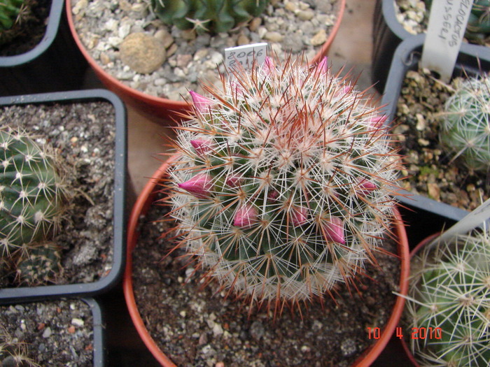 DSC07660 - Cactusi Aprilie