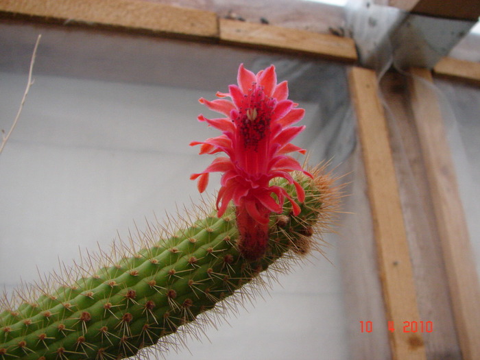 DSC07662 - Cactusi Aprilie