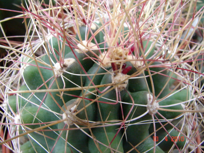 DSC07671 - Cactusi Aprilie