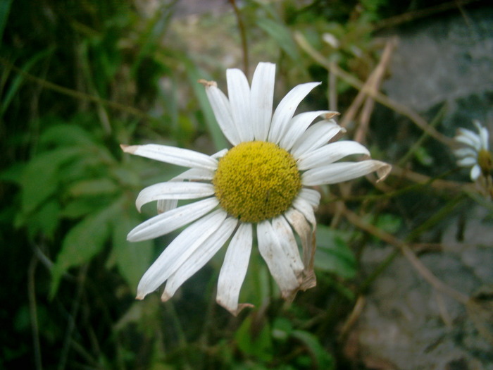 06030029 - Flora montana