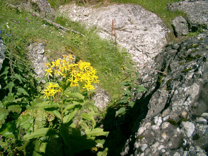 08130028 - Flora montana