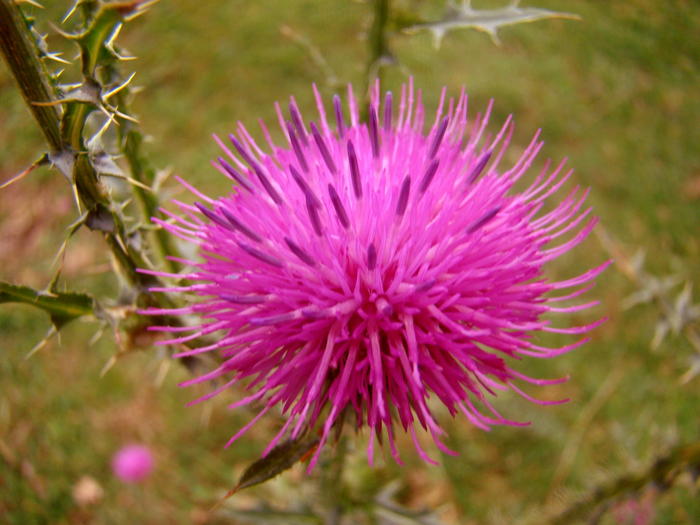 DSC00258c - Flora montana