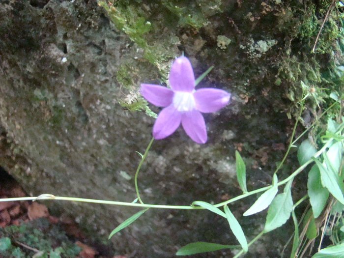 DSC00305 - Flora montana