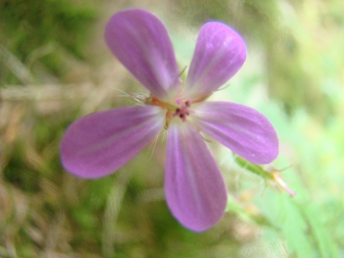 DSC00309 - Flora montana