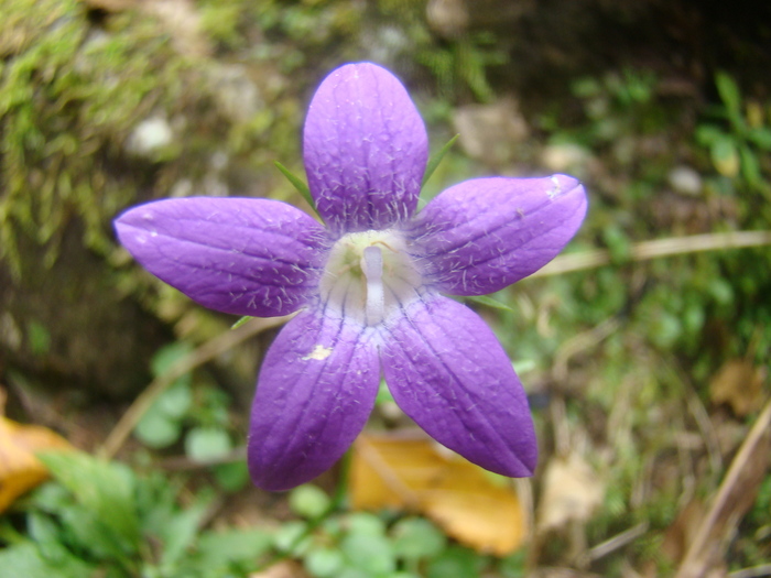 DSC00314 - Flora montana