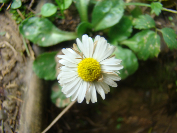 DSC00319 - Flora montana