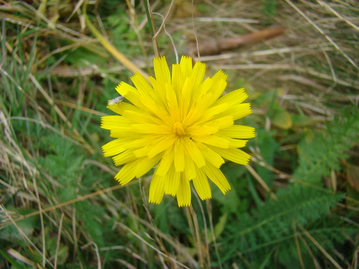DSC00322 - Flora montana