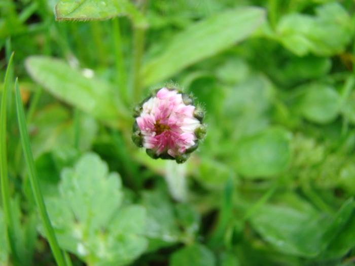 DSC01576 - Flora montana