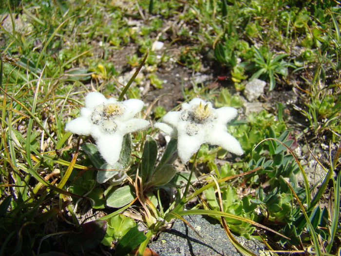 DSC01851