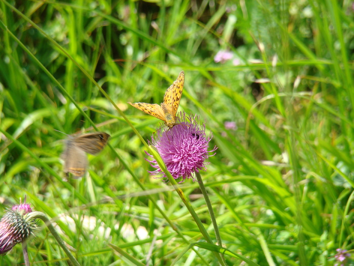 DSC01976