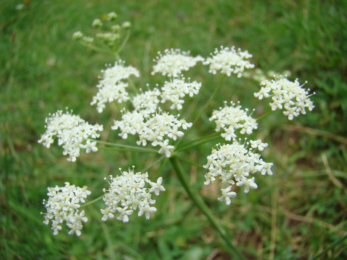 DSC02148 - Flora montana
