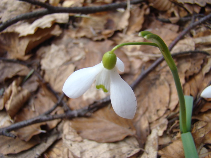 DSC05129 - Flora montana