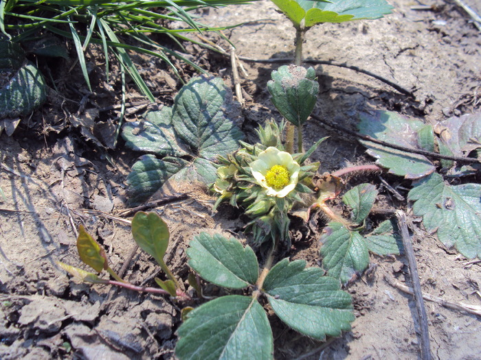 DSC00548 - gradina 2010