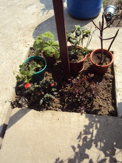 DSC00578 - gradina 2010