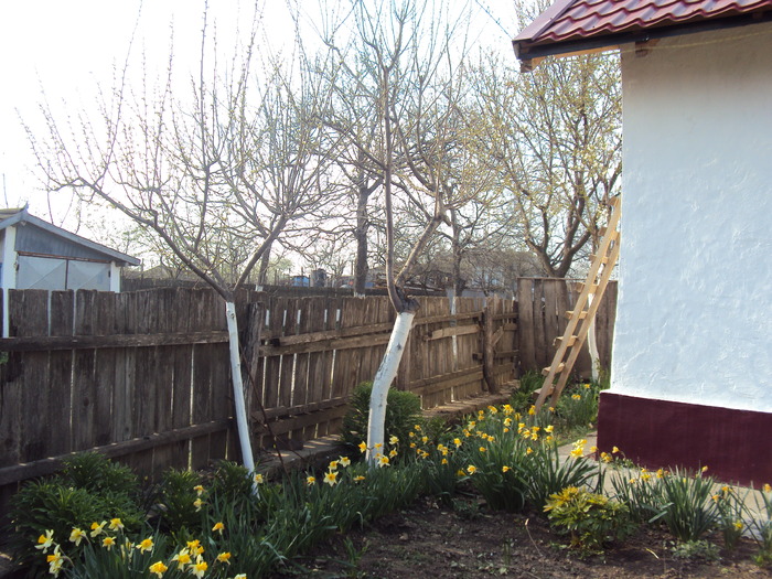 DSC00620 - gradina 2010