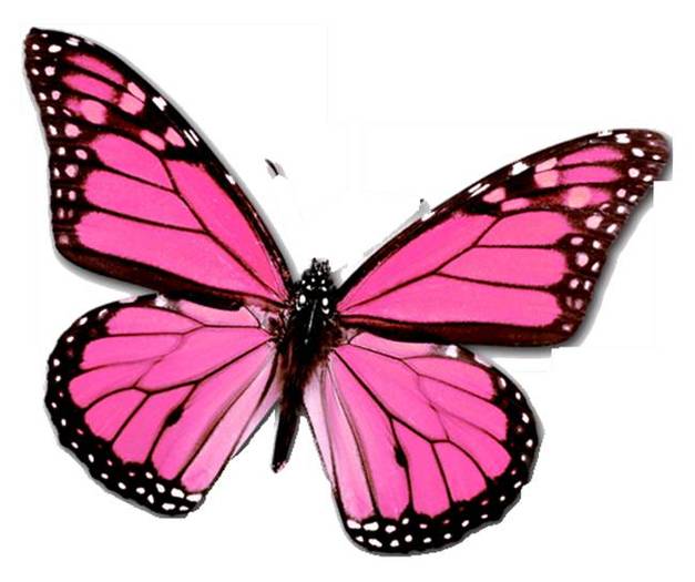 PinkButterfly