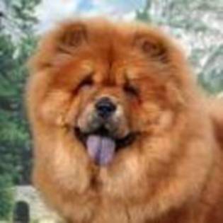 chow-chow - concurs 1