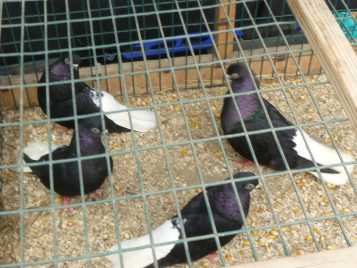 poze camera aprl 10 156