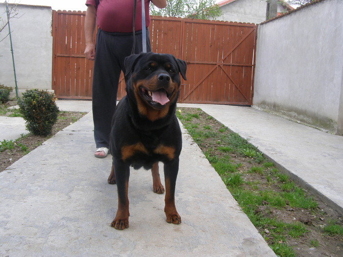 P4110814 - CAINI MEI RASA ROTTWEILER