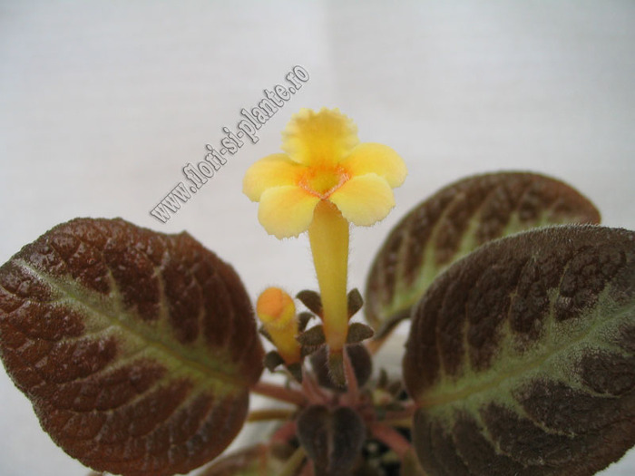 Episcia Suomi 9