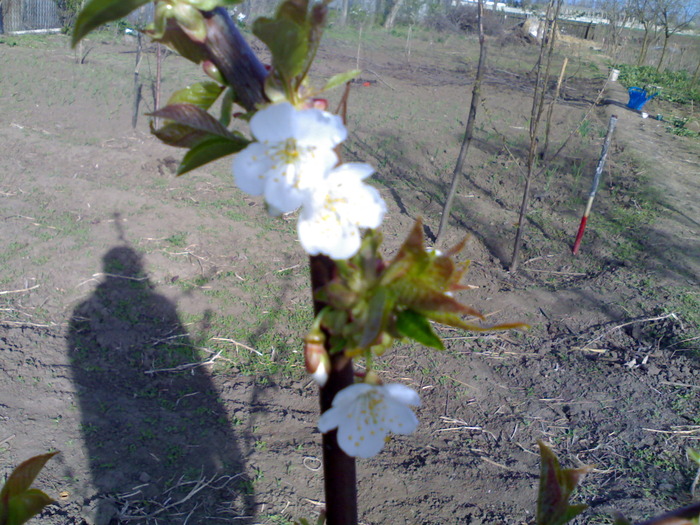 flori de cires - gradina mea 2010