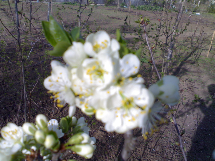 flori de prun - gradina mea 2010