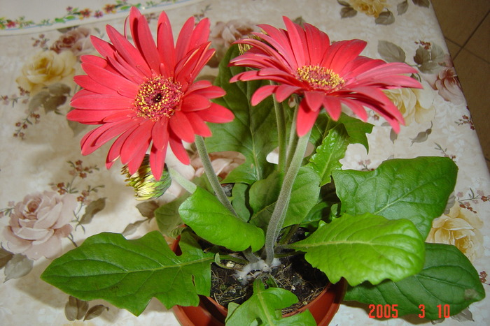 gerbera - flori primite de ziua mea