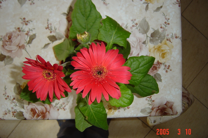 gerbera; de al patroana mea
