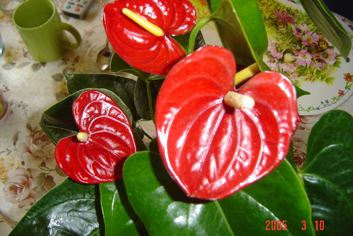 anthurium - flori primite de ziua mea