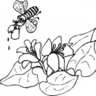 planse_de_colorat_insecte_albina-si-floare1-150x150