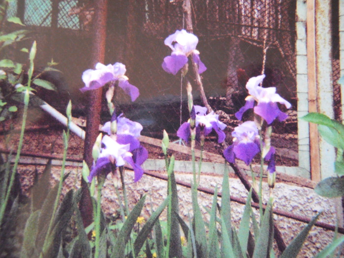 iris baccante