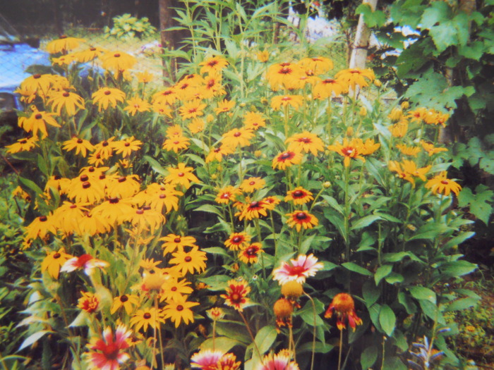 rudbeckia