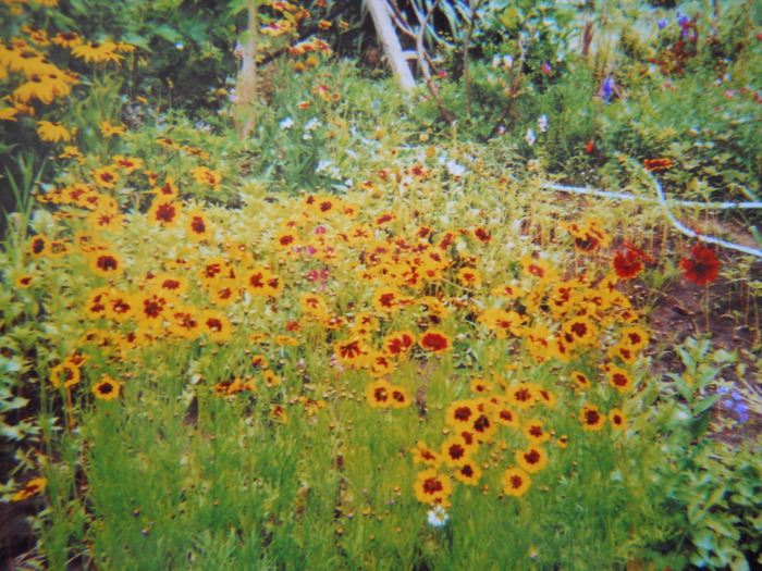 rudbeckia - 1  FLORI-paradisul meu