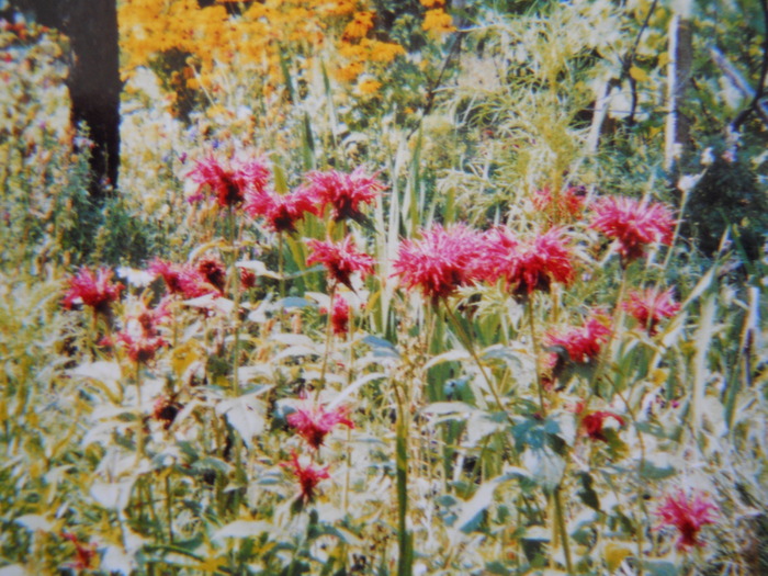 monarda cambridge scarlet - 1  FLORI-paradisul meu