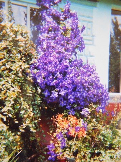 clematita