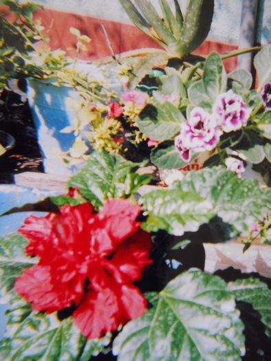 hibiscus si gloxinie - 1  FLORI-paradisul meu