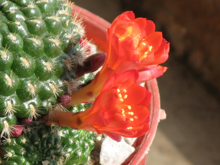 Rebutia krainziana