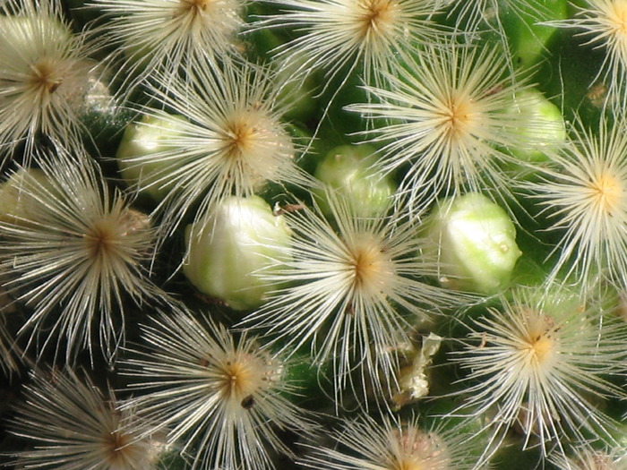 MAMMILLARIA CARMENE