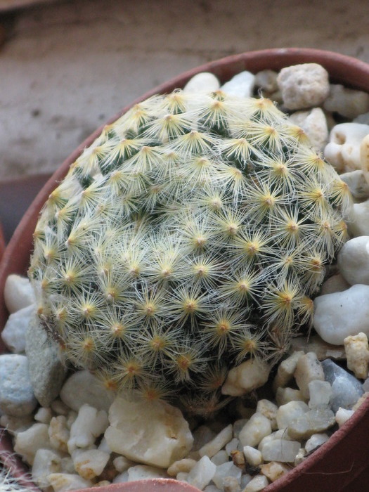 MAMMILLARIA schiedeana