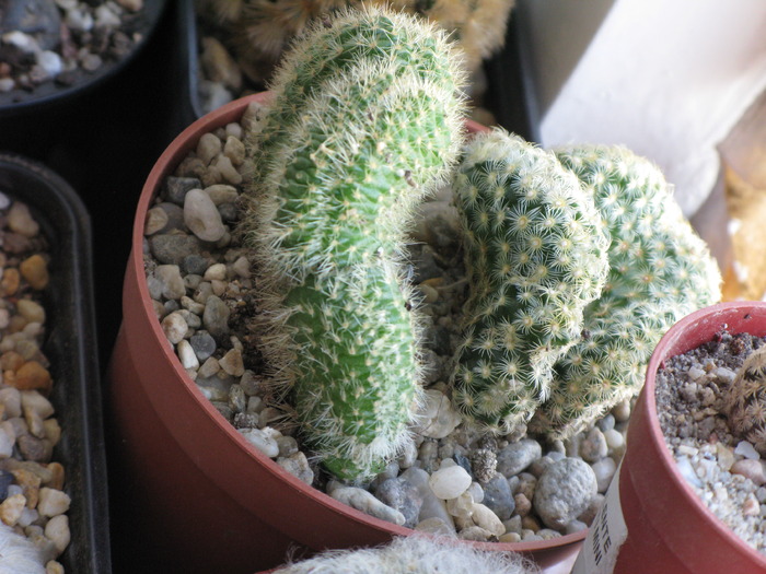 IMG_9029 - CACTACEAE - diverse specii si genuri