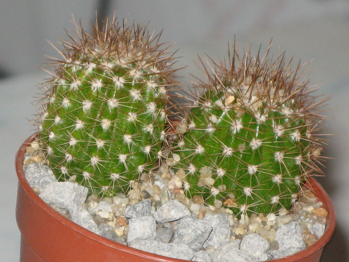Pilosocereus luetzelburgii - CACTACEAE - diverse specii si genuri