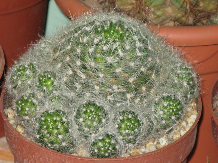 Mammillaria glassii var. ascensionis