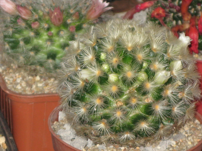 MAMMILLARIA CARMENE "ALBIFLORA"