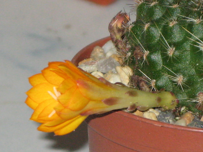 Rebutia marsoneri